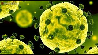 corona | coronavirus | Snake meat is the cause of corona virus