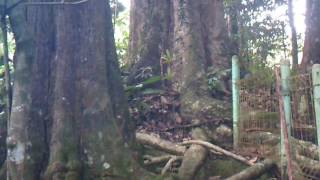 Makam Sapingping - Golempang -  Pamarican