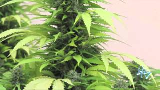 Legalización de la Marihuana en Uruguay LA TV ECUADOR 15/12/13