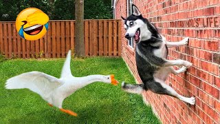 Best Funny Animal Videos 2022 - Funniest And Cute Dogs And Cats Videos