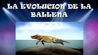 Evolución de la Ballena