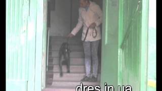 Собака тянет? Как научить выходить из подъезда?