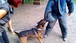 Malinois Don du Bois des Trembles. Protection.