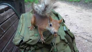 Немного о Копии Длинноухого / A little bit about the Copy of Long-Eared
