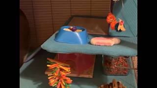 Chinchilla Cage Tour