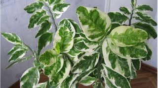 Комнатный цветок. Педилантус или хребет дьявола \ Indoor flower Pedilanthus