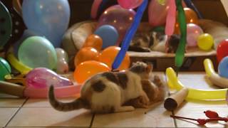 KittyJoyJoy - Kittens Looner Popping Bright Colorful Latex Long Balloon Funny Cat Videos