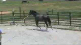HORSE FOR SALE  -  Cara Bella K by Popeye K  -  Double D Ranch, Inc.