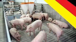 Германия. Разведение свиней,общий вид предприятия