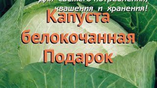 Капуста белокочанная Подарок (podarok podarok) ? Подарок обзор: как сажать, семена капусты Подарок