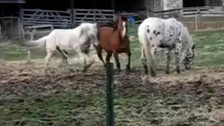 Wild Animal Mating Metal of Horses mating