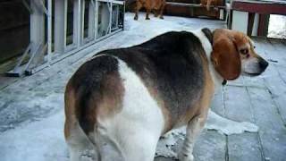 Ozzy the Worlds Fattest Beagle