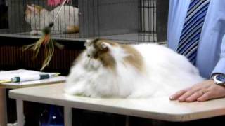 Fluffy Persian at a Cat Show