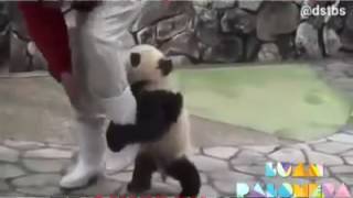 El panda mas tierno del mundo.