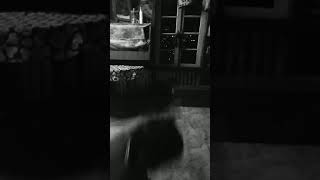 Peka dance