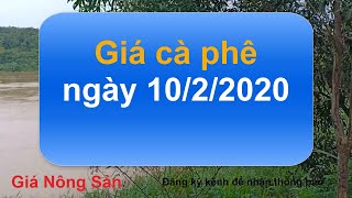Giá cà phê hôm nay ngày 10 tháng 2 năm 2020, giá cà phê hôm nay