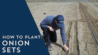 How to Plant Onion Sets
