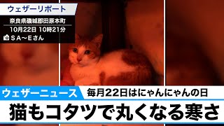猫もコタツで丸くなる寒さ