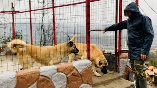 KANGAL BARON VE REİNA HERGÜN DÜZENLİ SPORUNU YAPACAK ?