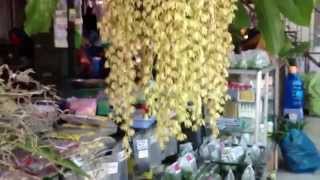 Giò lan thanh Đạm (Coelogyne) đang nở hoa cực kì đẹp