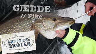 Slik fisker du gjedde på isen // How to icefish for pike - Isfiskeskolen Ep5