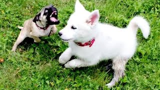 HORRIBLE PELEA DE PERROS (Bulldog, Husky y Pug)