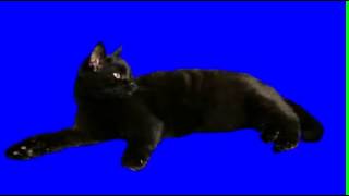 Black cat blue screen