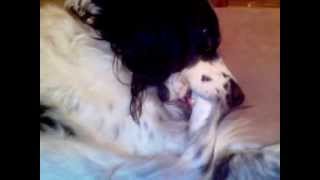 СОСЕТ ЦЕЛЫМИ ДНЯМИ ЛАПУ СОБАКА -THE DOG SUCKS FOR DAYS ON END THE PAW
