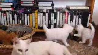 More small cats