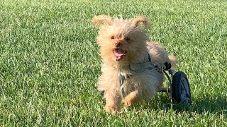 Treated like trash, Little Eddie turns out to be a treasure