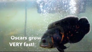 [HD] Complete Oscar Fish Care Guide