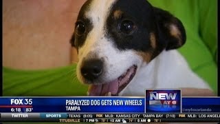 Paralyzed dog gets new wheelchair