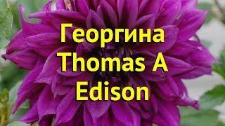 Георгина махровая Томас А. Эдисон. Краткий обзор, описание dáhlia variabilis Thomas A Edison