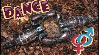 Брачный танец (спаривание) скорпионов Scorpion mating dance  | ЭНТОМОЛОГ from rus