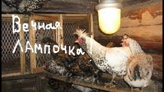 Вечная автономная лампочка  для   курятника также показана схема