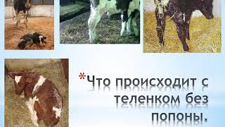 Попона для телят