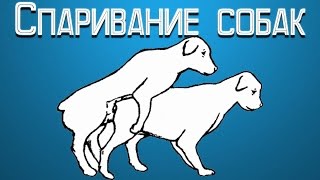 Спаривание собак