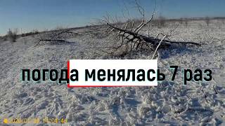 Охота на зайца с дратхааром не удачный день три выстрела в пень!Антею 5 хозяину 1-.№25. 23.01.2020.