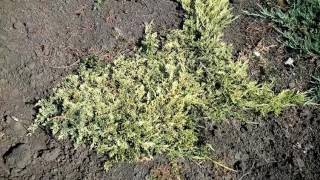 Можжевельник горизонтальный Голден Карпет | Plante.md