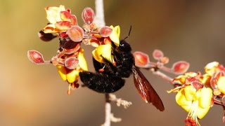 Самые простые уроки пчеловодства для начинающих