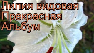 Лилия видовая Прекрасная Альбум (lilium) ? обзор: как сажать, луковицы лилии Прекрасная Альбум