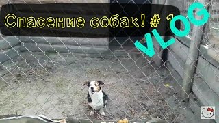 Спасение собак от смерти! Первый шаг! Жёсткое видео, не для слабонервных! Это шок!