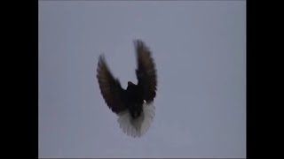 Голуби  Ольховского  Николая. Геническ.