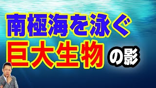 【お便り】南極海を泳ぐ巨大生物の影　ATL5th234