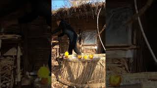 В хижине готовлю вкусное блюдо в печи-камине #Shorts
