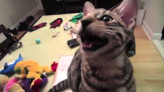 Laughing Kitten