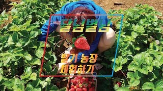 미국 딸기 맘껏 따고 먹기! 미국 과일 농장 방문 체험기! [달달한 달님_Vlog)