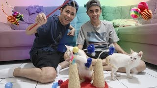 COMPRAMOS BRINQUEDOS PARA NOSSOS GATOS BEBES QUE FORAM ABANDONADOS!!