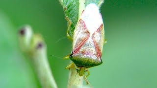 Клоп вонючка - Элазмостетус берёзовый, щитник Elasmostethus interstinctus