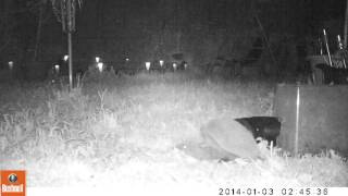 mating hogs 15th May 2016
